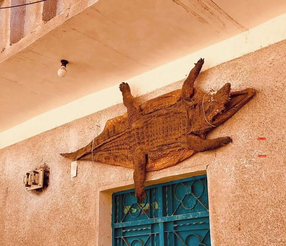 A large crocodile head mounted on a wall above a door with a blue metal gate.