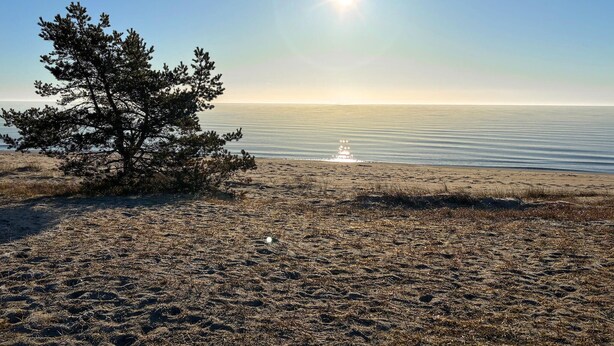 Ein Strand mit einem einzelnen Baum, ruhigem Wasser und blauem Himmel.