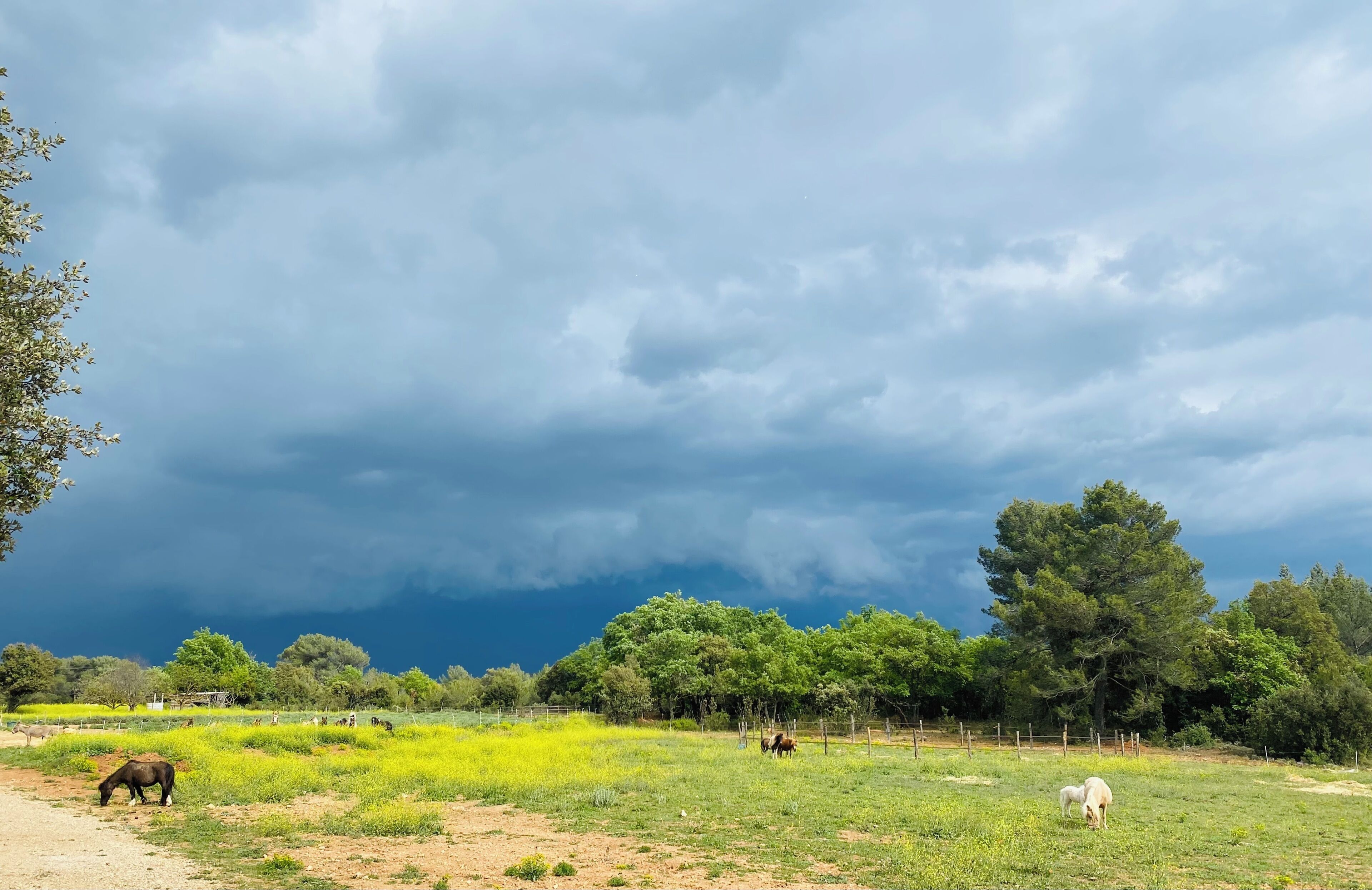 A rural landscape with grazing horses, trees, and a cloudy sky.