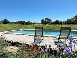 A rectangular swimming pool with two lounge chairs facing it, surrounded by a gravel area with flowers and a grassy field in the background. - Nature estate in Provence with horses (max 22 pers), swimming pool, unique immersion (Jouques)