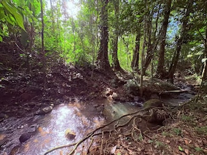 Ein WaldBach, durch dessen Baumkronen die Sonne scheint.