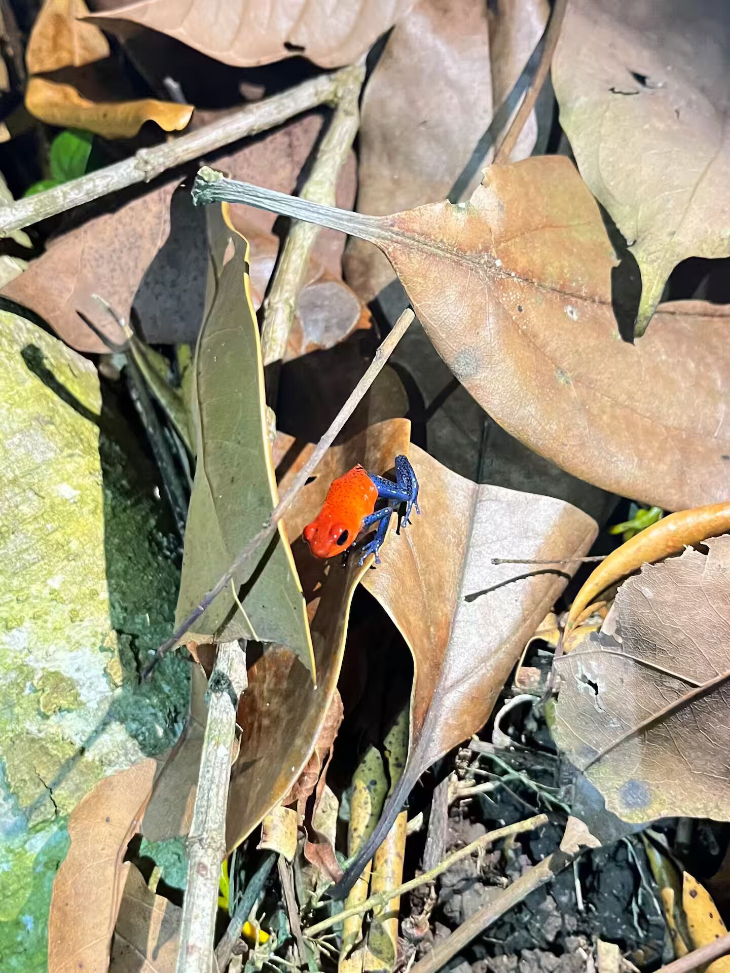 A frog on a leaf.