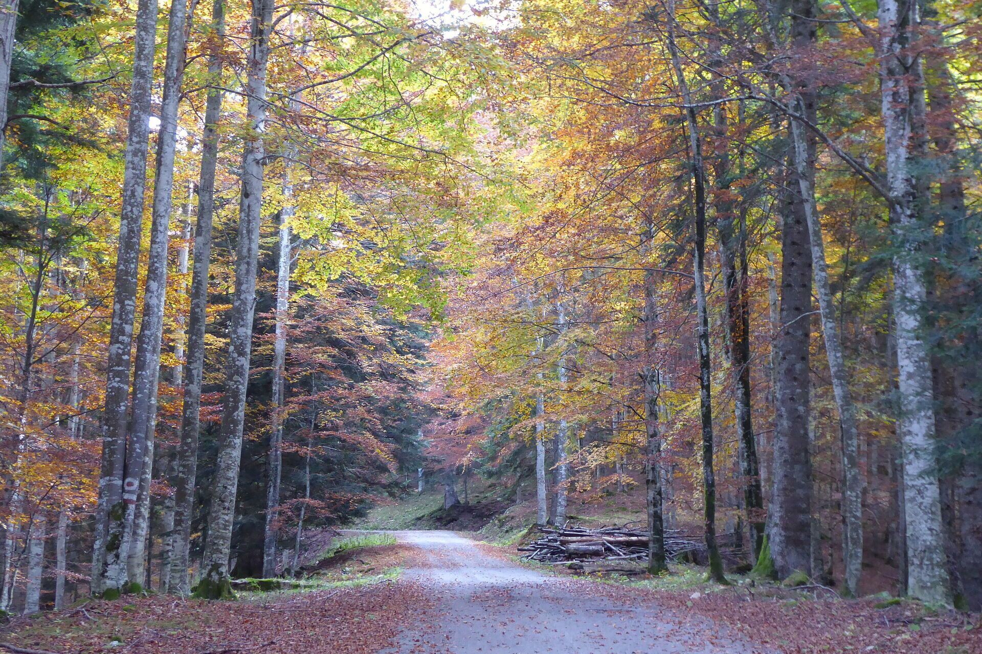 Een bosrijk pad omringd door hoge bomen met herfstkleuren.