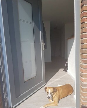 A dog lying on a wooden floor near a door with a glass panel. - Vacation apartment Geestland "buten un binnen" North Sea (Geestland)