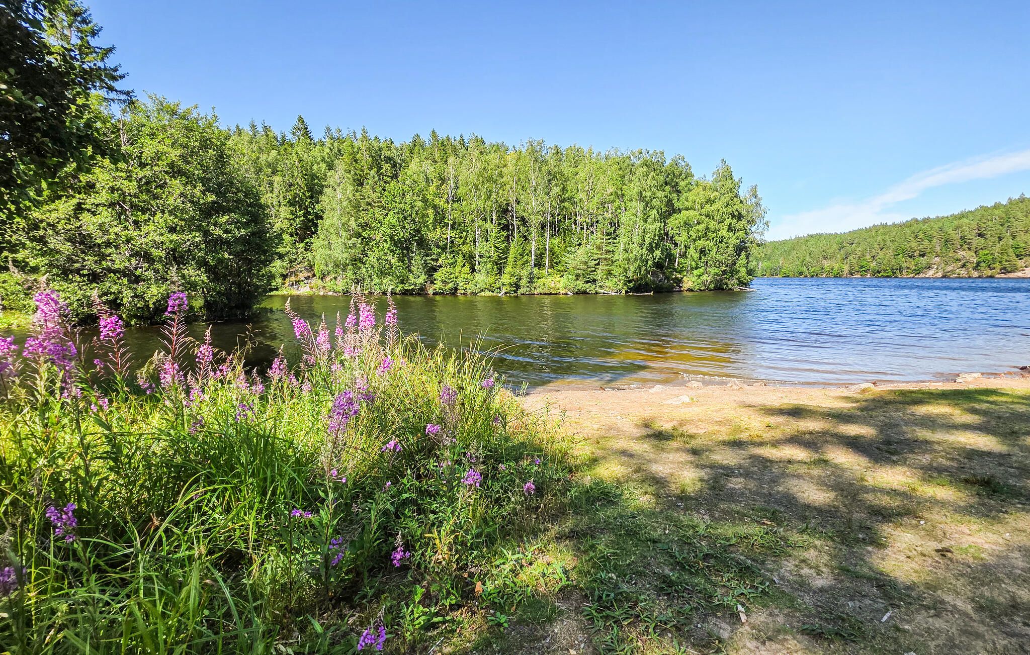 A natural landscape with a lake, dense forest, and wildflowers.