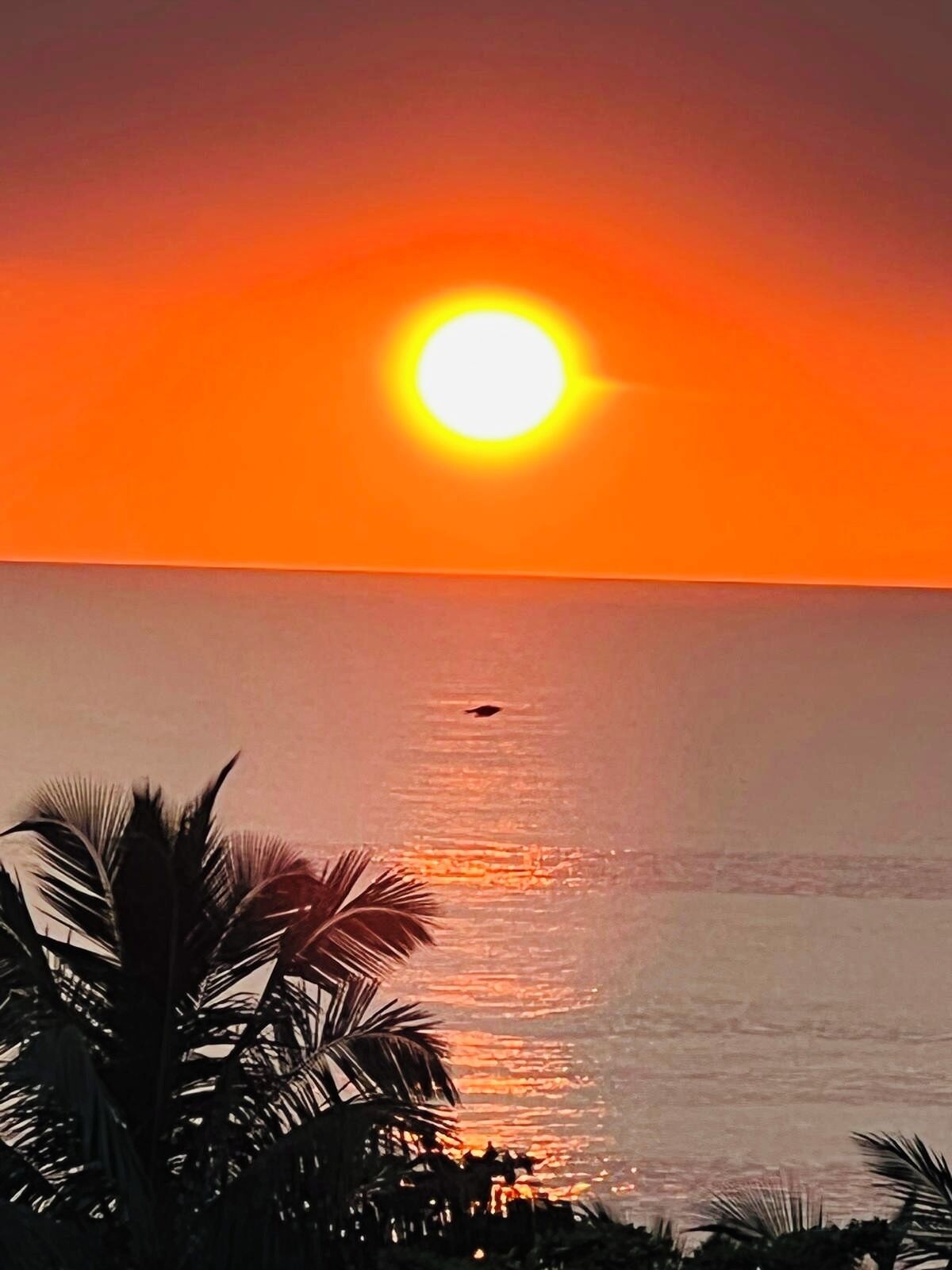 Een zonsondergang boven een rustige zee, met palmbomen op de voorgrond.