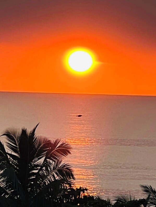 A sunset over a calm sea with palm trees in the foreground.