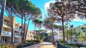 Une rue bordée d’arbres, avec des immeubles à plusieurs étages, un trottoir pavé et un ciel d’un bleu limpide.
