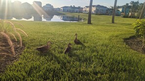 Property grounds - Waterfront Cottage • Margaritaville Resort - Prime Disney Area! (Kissimmee)
