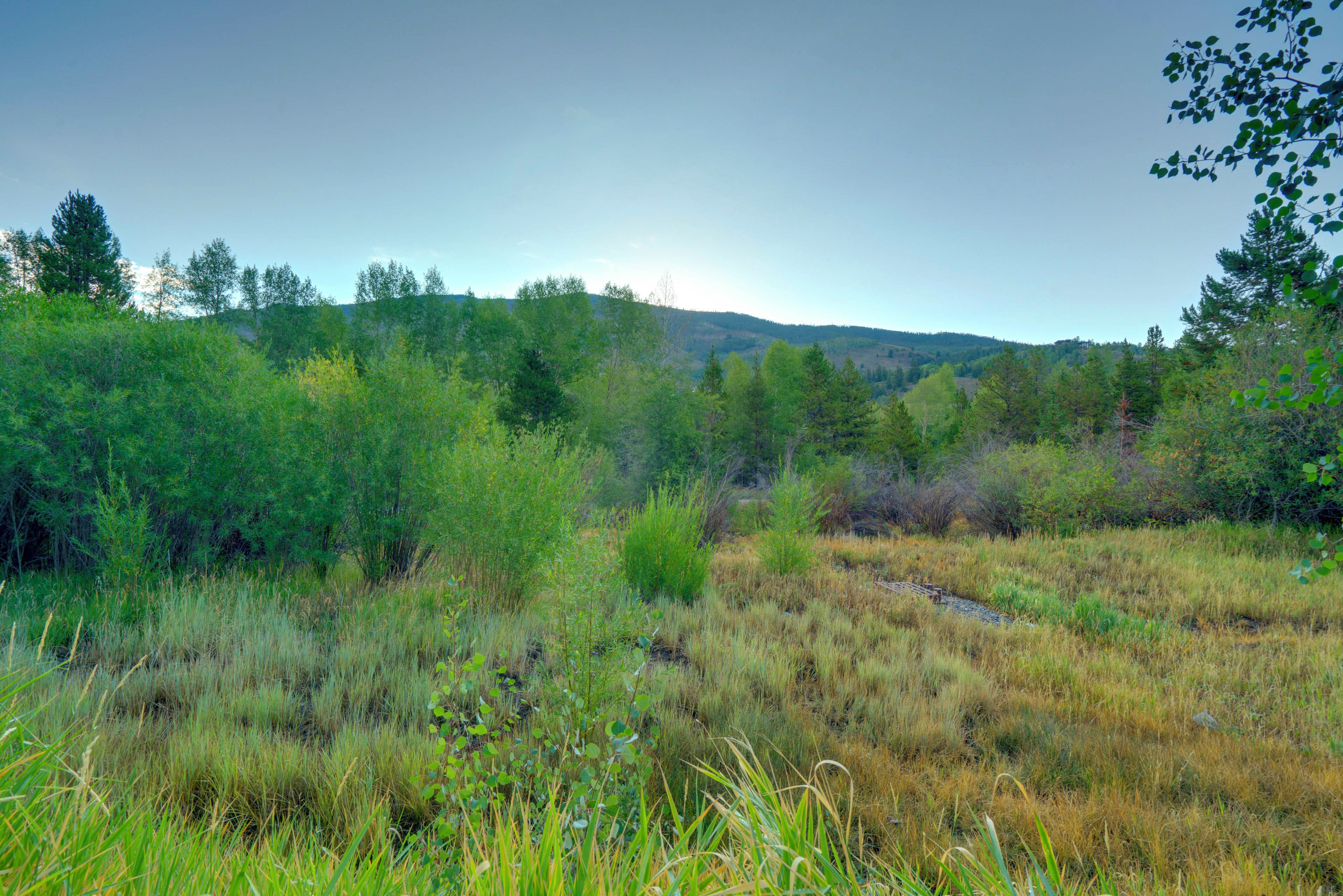 A natural landscape with dense vegetation and a hill in the background.