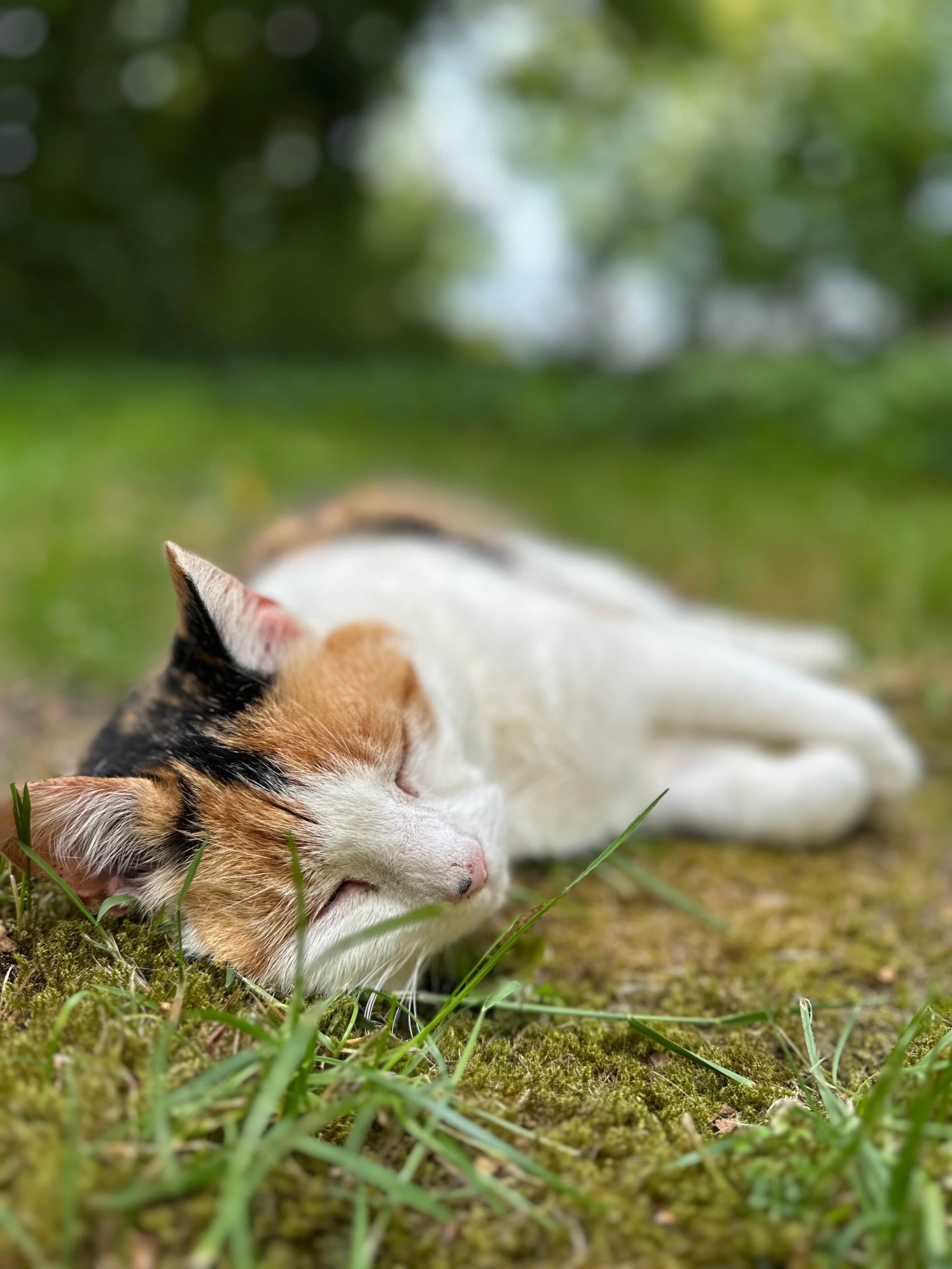 Een kat slaapt op het gras.
