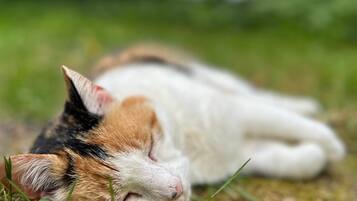 Een kat slaapt op het gras.