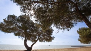 Una spiaggia con un grande albero che offre ombra.