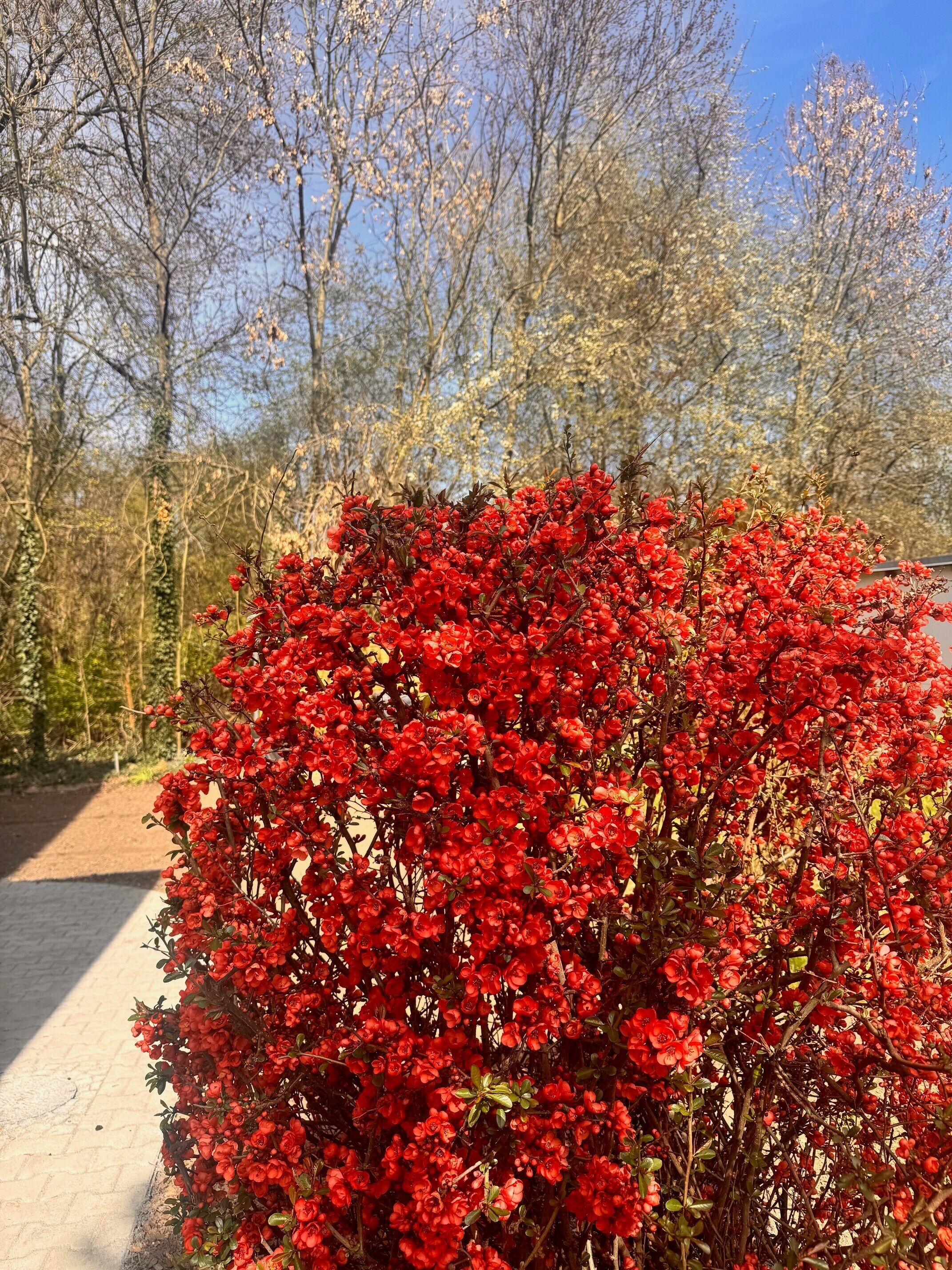 En tät buske med röda blommor i ett parkliknande område.