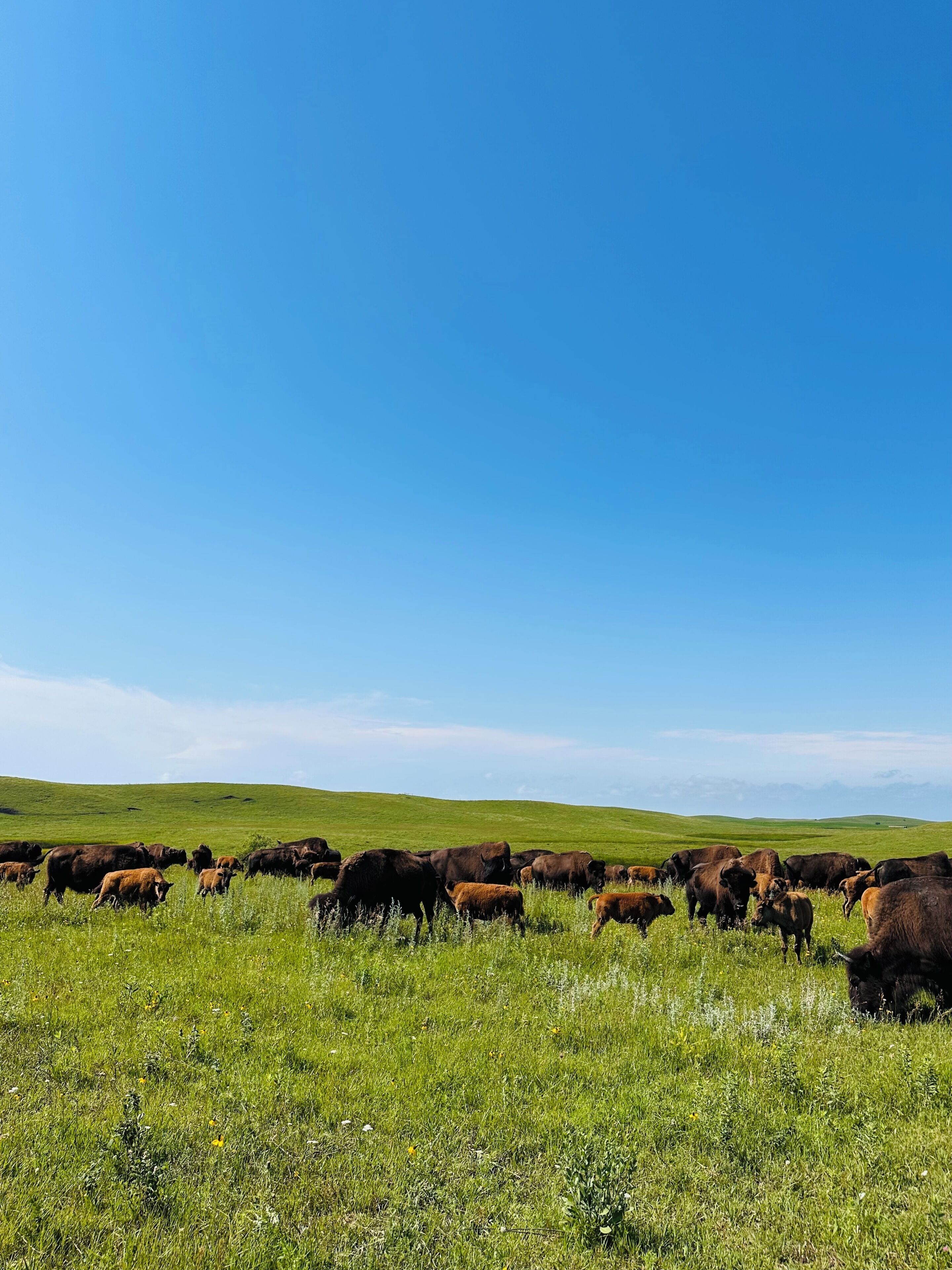Un campo cubierto de hierba con un grupo de ganado pastando.