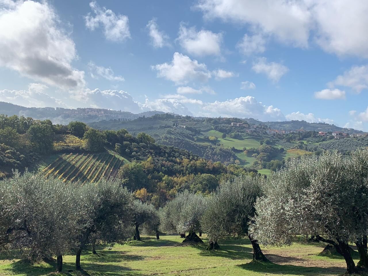 A vineyard with rows of trees and a distant town.