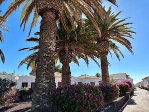 Une rangée de palmiers et d’arbustes en fleurs devant un bâtiment aux murs blancs et aux toits en tuiles.