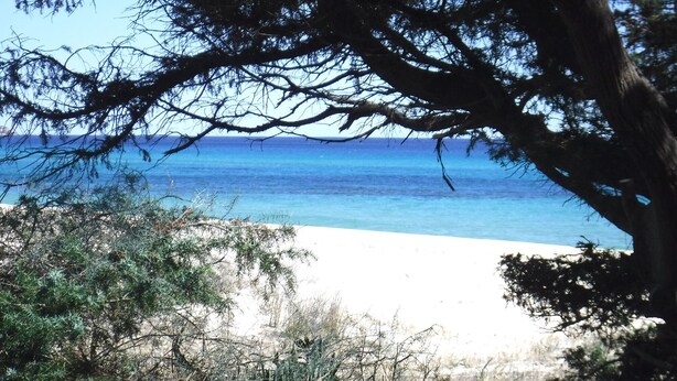A beach with clear blue water, sandy shore, and dense foliage in the foreground. - Terraced house with private garden Costa Rei, 300 meters from the sandy beach. (Costa Rei)