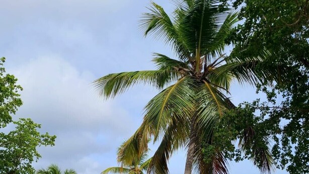A beach with palm trees and a sailboat in the distance. - Indigo @Serendip Vacation Condos (Cruz Bay)