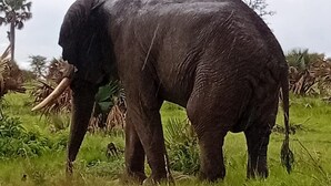 Ein Elefant steht auf einer Wiese mit Bäumen im Hintergrund.