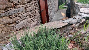 A stone building with a wooden door, a stone pathway, and greenery. - Baita Carlito - Quiet and sunny setting overlooking the forest (Sueglio)