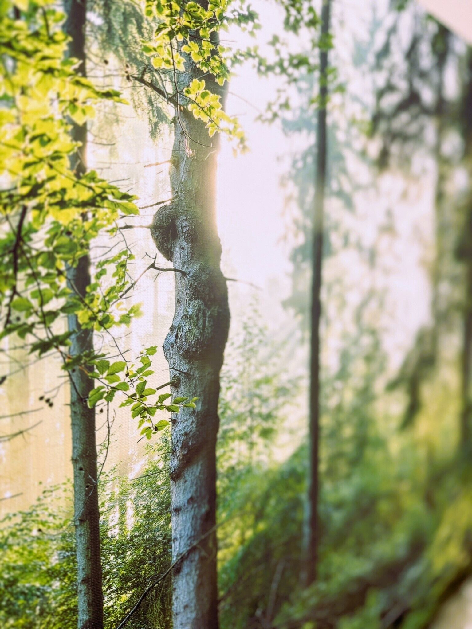 A forest with tall trees and sunlight filtering through the leaves.
