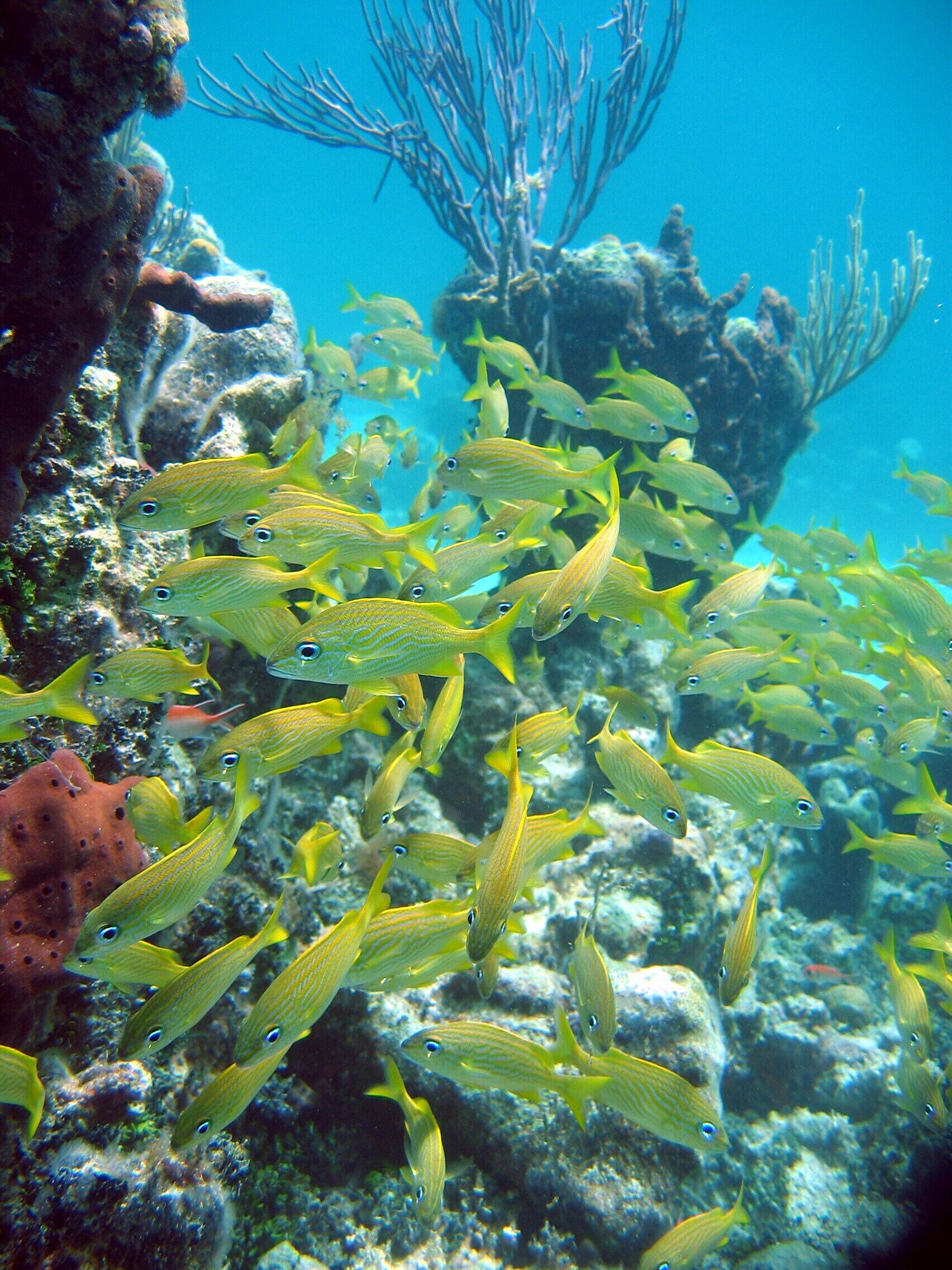 Un arrecife de coral con peces amarillos nadando entre los corales.