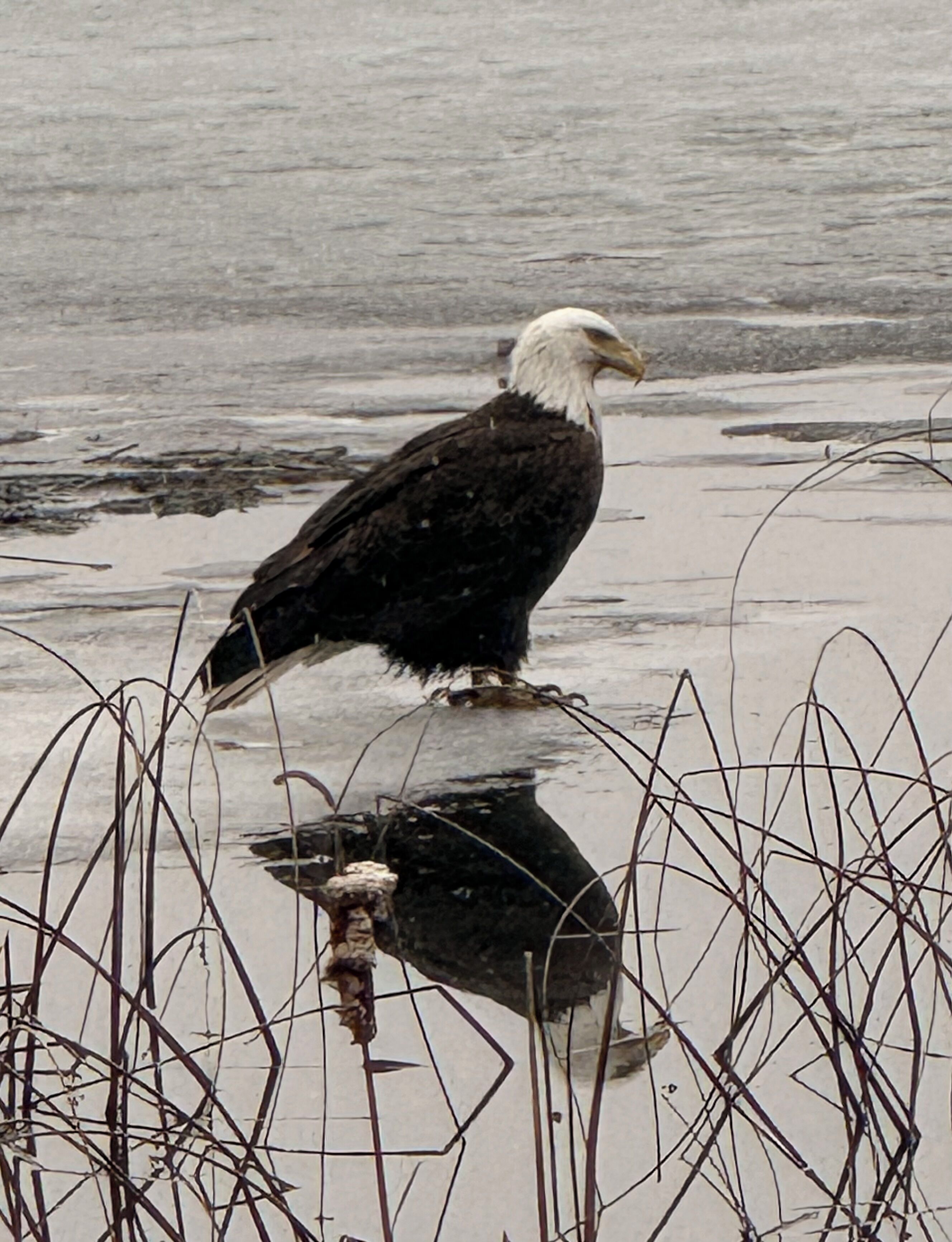 Een Amerikaanse zeearend staat op een zandstrand, met water op de achtergrond.