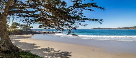 Una playa con un árbol grande y vista al océano.