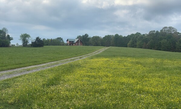 Un paysage rural avec un chemin de gravier menant à une maison en briques rouges, entourée de champs de fleurs jaunes et bordée d’arbres en arrière-plan.