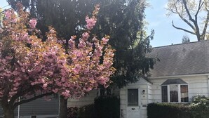 A residential house with a well-maintained lawn, a large flowering tree, and a front door. - Perfect fit for FIFA World Cup visitors! 4-bedroom house in close-by Clifton (Clifton)