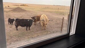A window view of a rural landscape with cattle.
