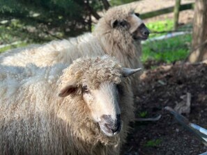 Two sheep in an outdoor enclosure with a wooden fence and greenery in the background. - ‘The Snug’ - reimagined 80s School Bus on the GSRT (Fish Creek)