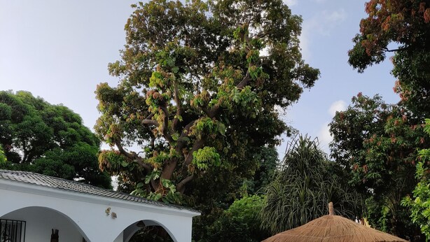A swimming pool with a tiled deck, a covered seating area, and a thatched-roof structure. - Vokundahouse Gambia: Your private home away from home (Serekunda)