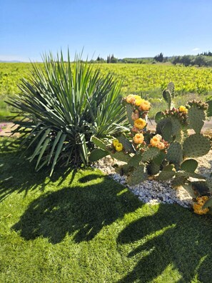 A cactus plant with yellow flowers in a grassy field. - CHARMING VILLA with swimming pool, not overlooked, view of vineyards (Usclas-d'Hérault)