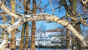 Un paysage enneigé avec des arbres sans feuilles et un bâtiment en arrière-plan.