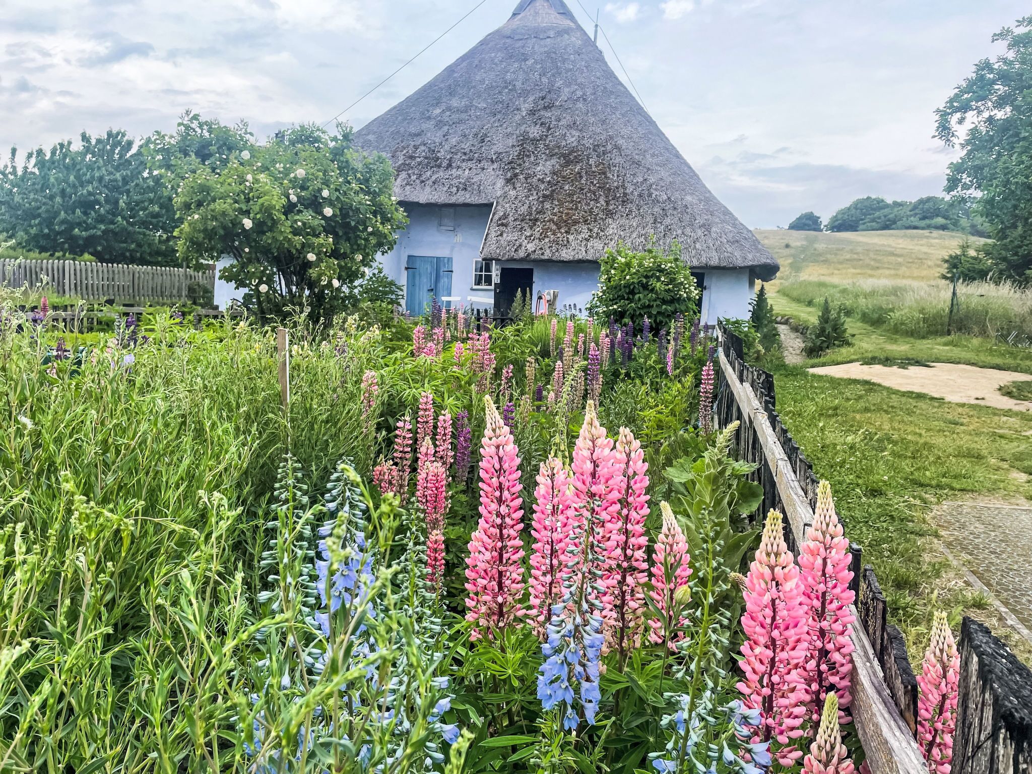 Et hus med stråtækt tag omgivet af forskellige blomstrende planter.