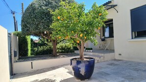 Un árbol cítrico en maceta con naranjas, una mesa pequeña con sillas y un edificio con una ventana y una puerta.