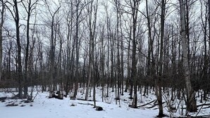 Bosque nevado con árboles desnudos y huellas en la nieve.