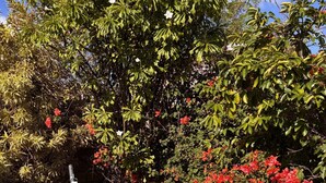 A hammock set up in a garden with dense foliage and red flowers in the background. - 3-bedroom home away from home near Oistins (Christ Church)