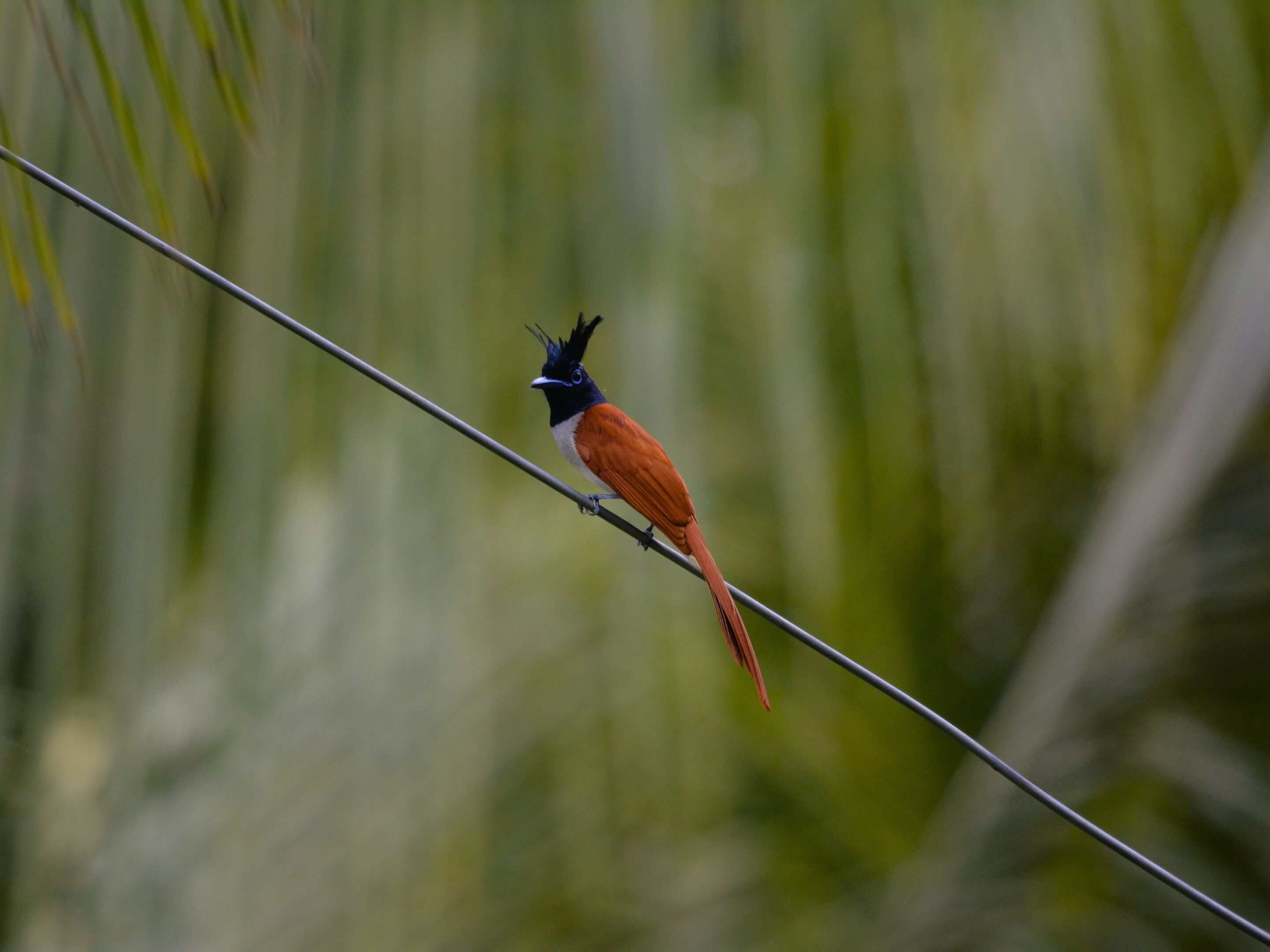 Un pájaro posado en un cable.