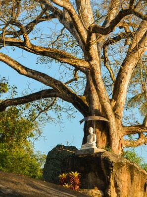 Un árbol grande con una estatua de Buda sobre una roca.