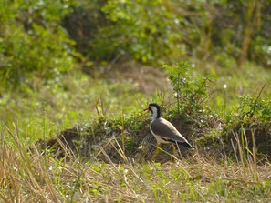 Un pájaro en un entorno natural, con hierba y follaje.