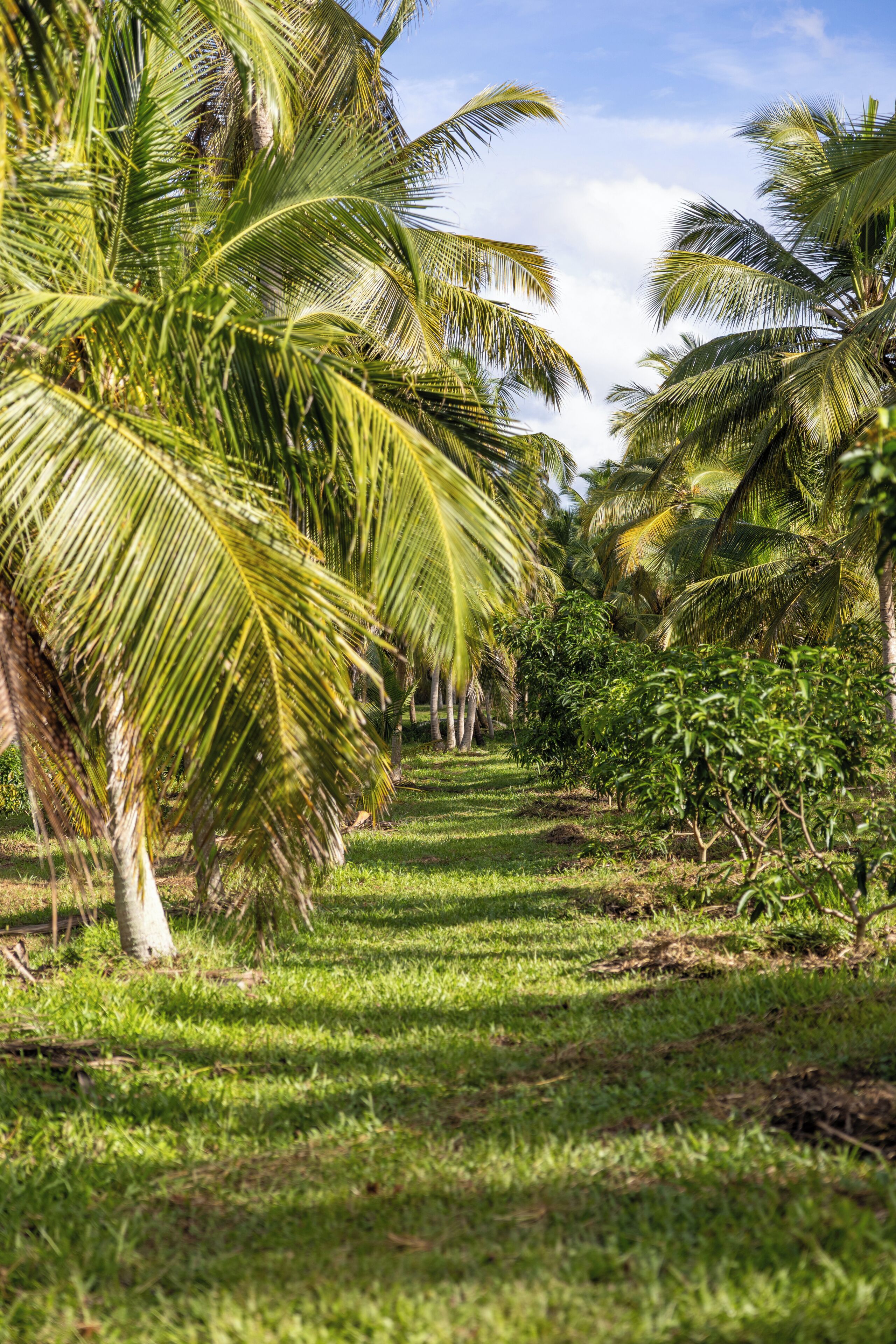 A pathway lined with palm trees and lush greenery.