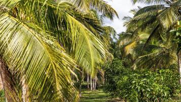 A pathway lined with palm trees and lush greenery.
