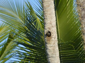 Un tronco de palmera con un nido de pájaro.
