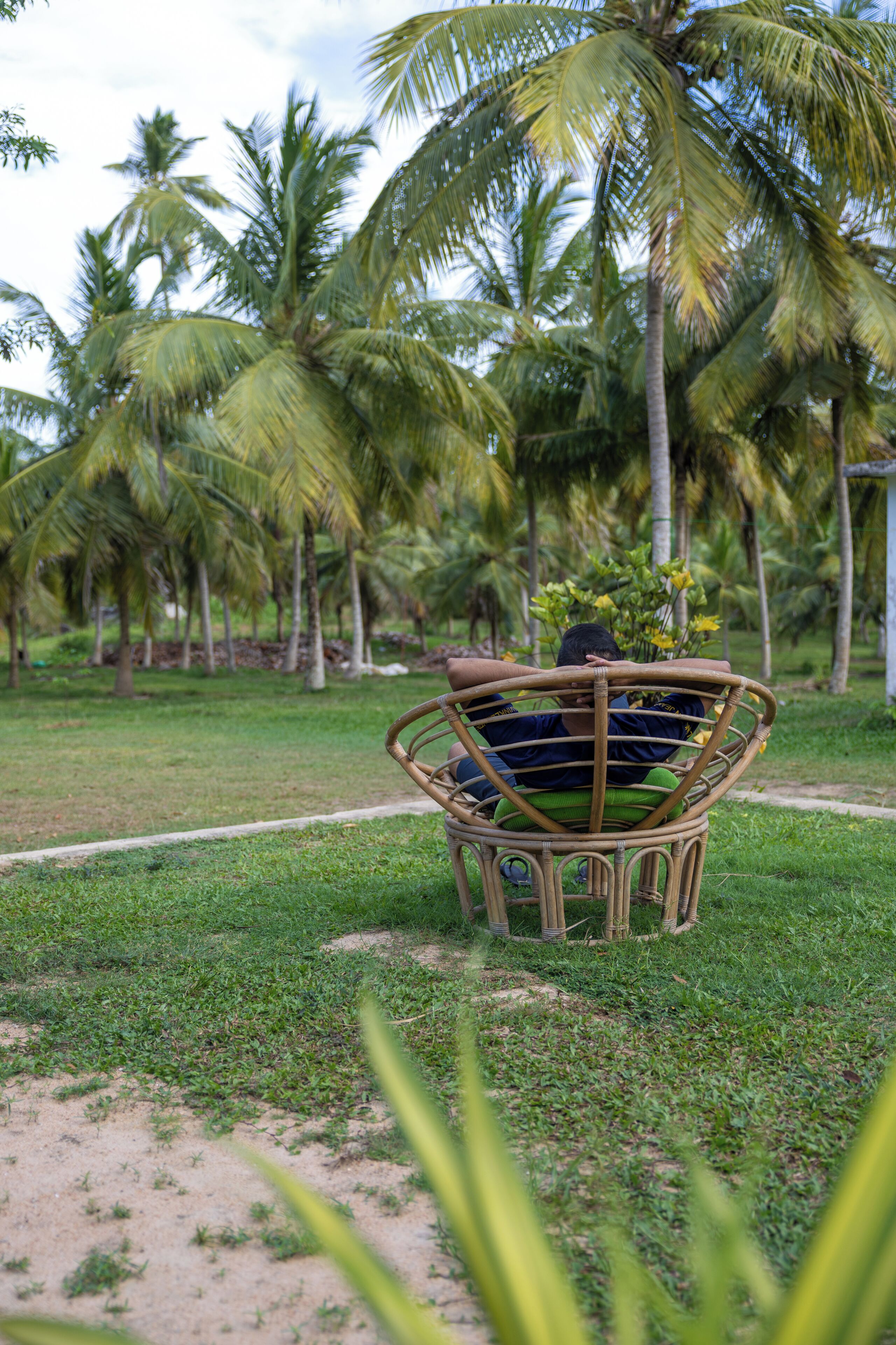A person sitting on a woven chair in a grassy area with palm trees in the background.