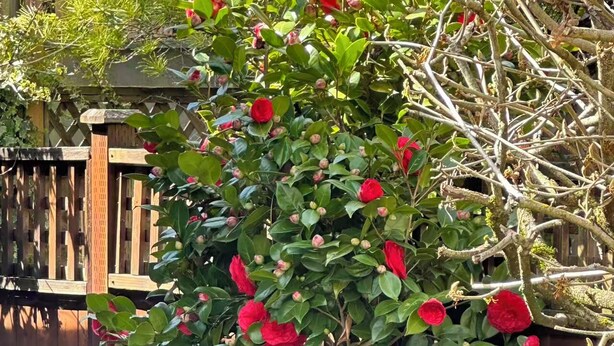 Ein Garten mit einer Kletterpflanze, die rote Blüten trägt, einem Holzzaun und einem Holzgebäude im Hintergrund.