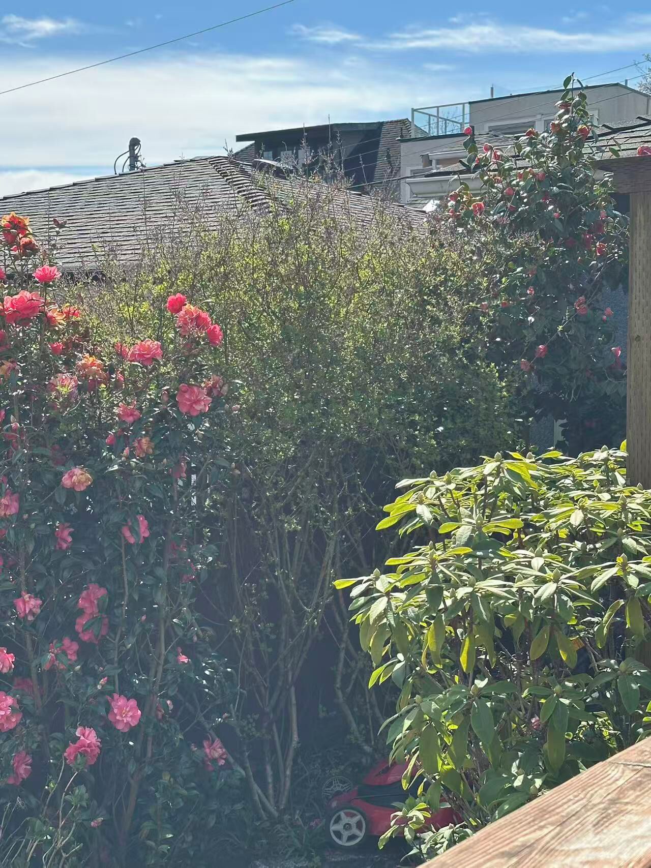 Un jardín con flores floreciendo y una cerca de madera.