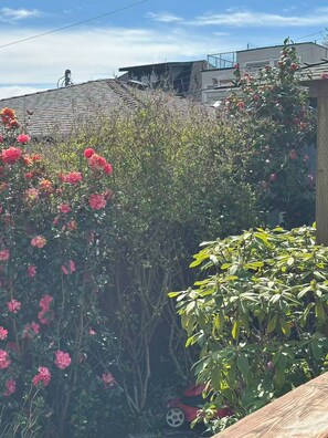 Property grounds - Modern 2 Bedroom Garden Suite in Serene Vancouver Neighbourhood (Vancouver)